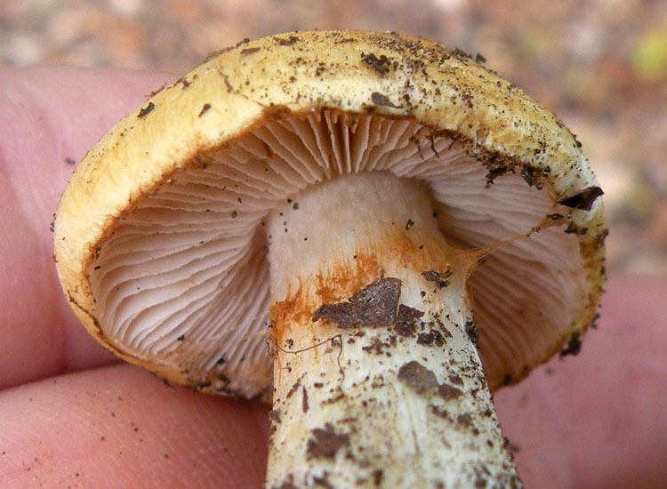 Cortinarius dalle colline reggiane